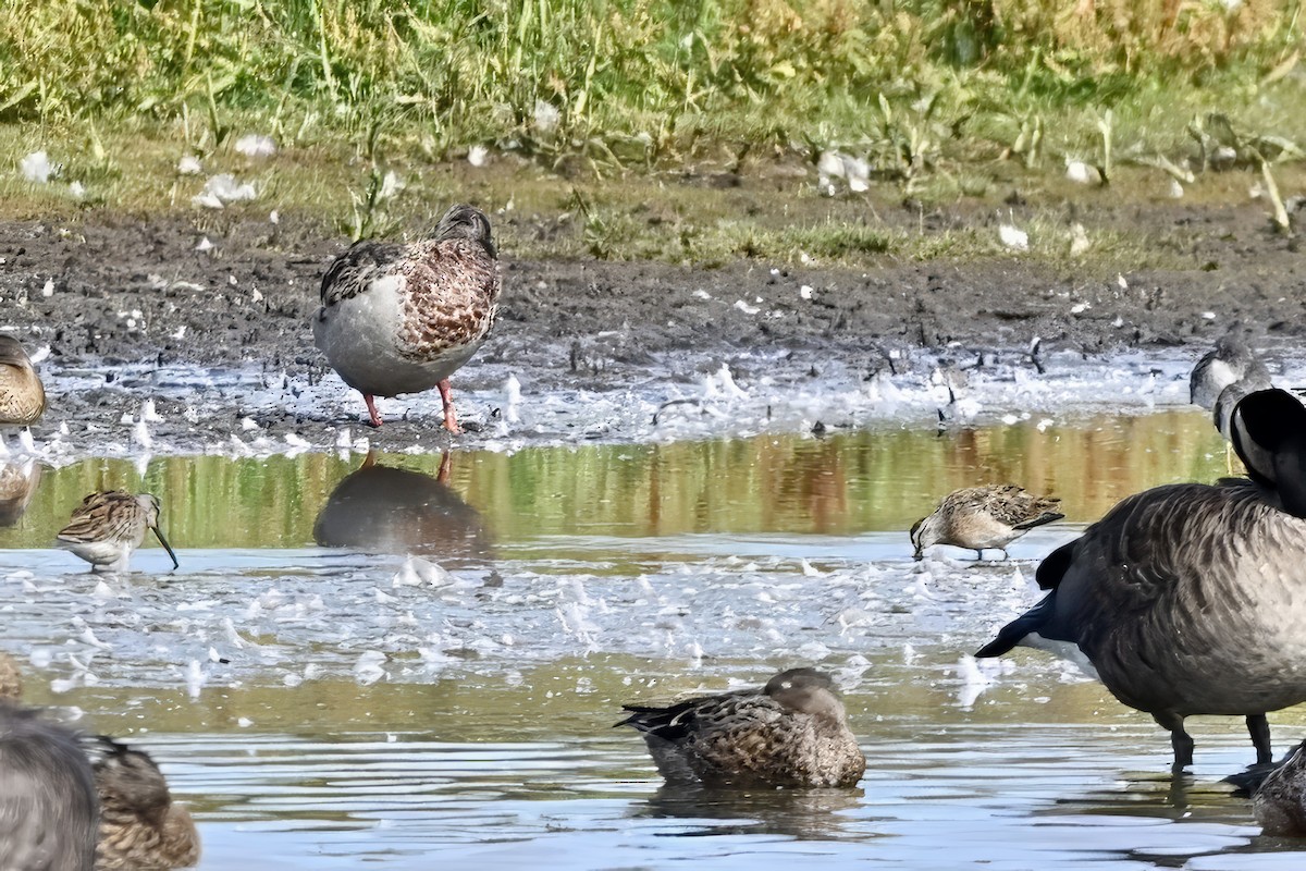 Short-billed Dowitcher - ML642432148