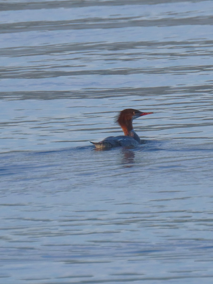 Common Merganser - ML642432149