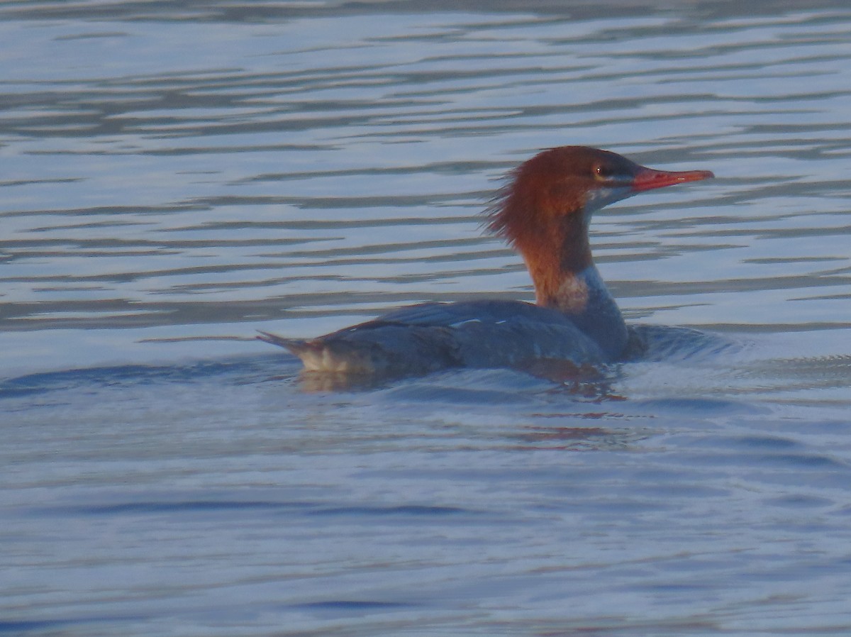 Common Merganser - ML642432150
