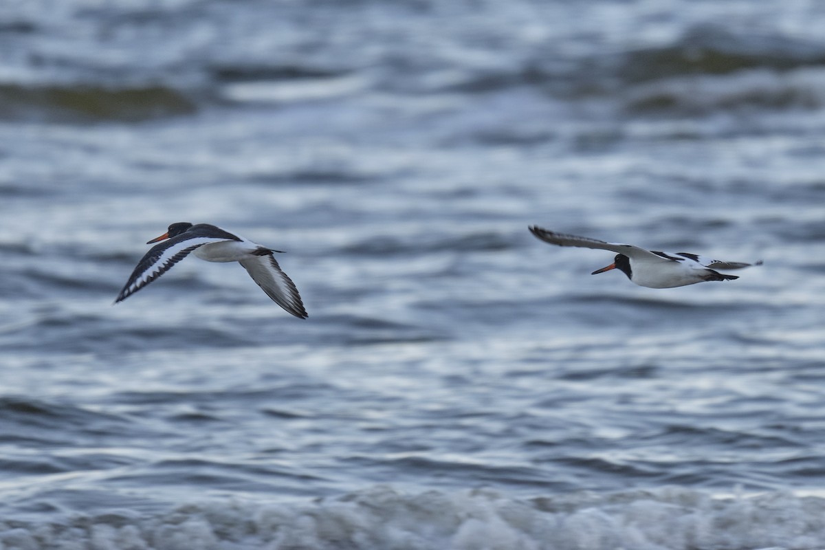 Eurasian Oystercatcher - ML642432152