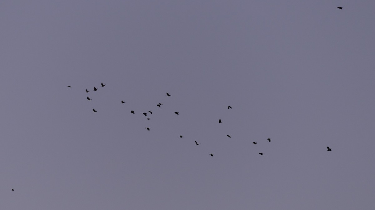 Fish Crow - ML642432153
