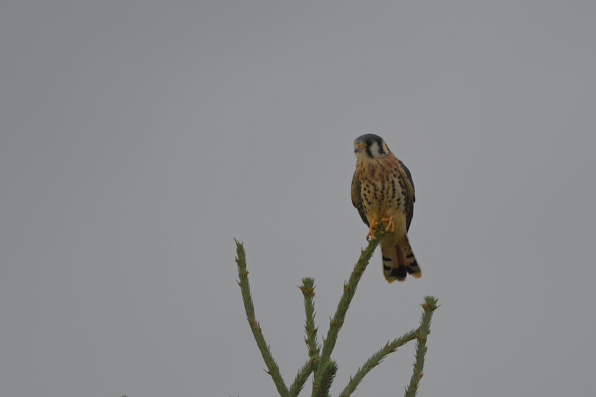 American Kestrel - ML642432154