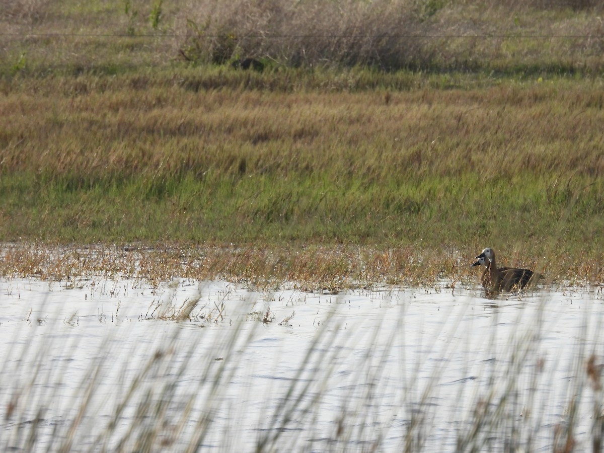 White-faced Whistling-Duck - ML642432155