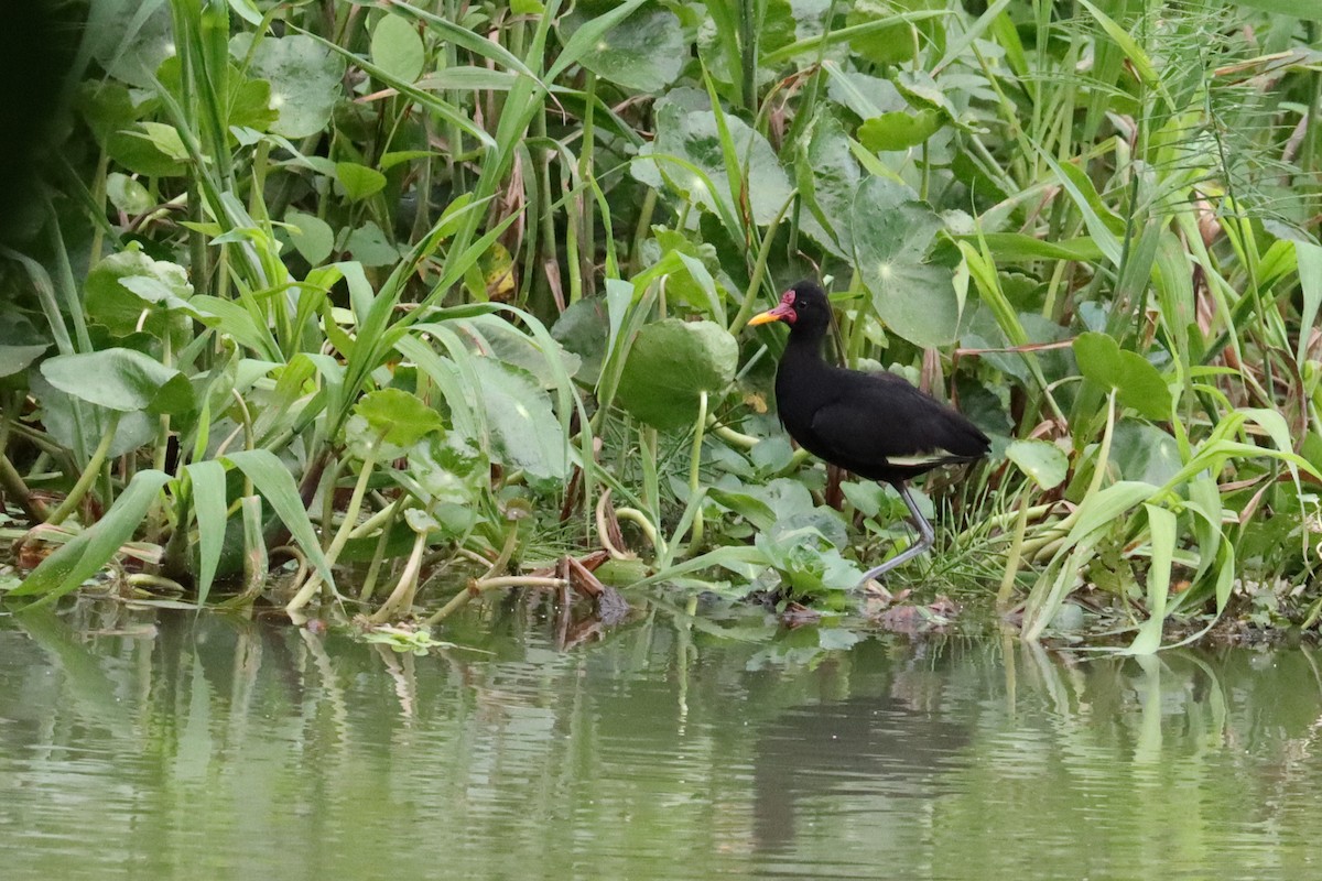 Wattled Jacana - ML642432156