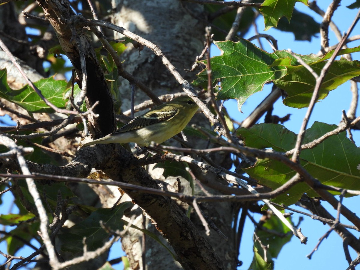 Blackpoll Warbler - ML642432158
