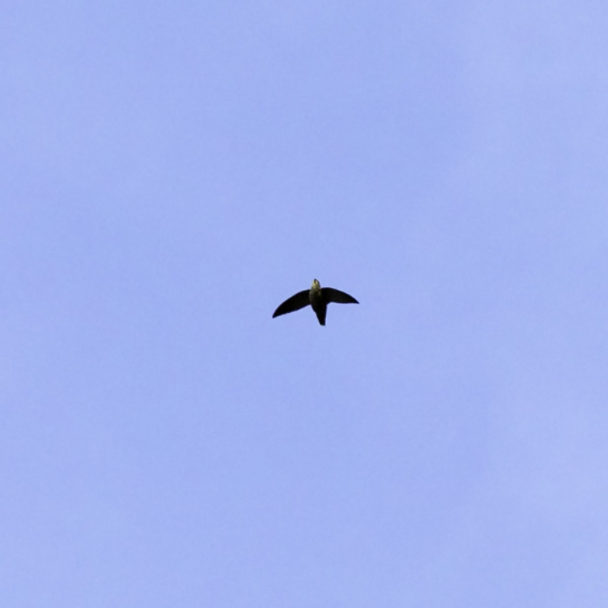 Chimney Swift - ML642432159