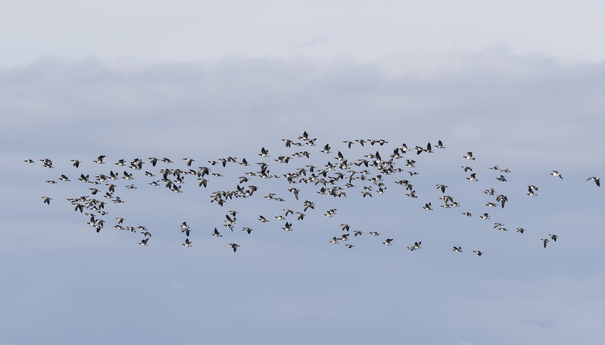 Barnacle Goose - ML642432160