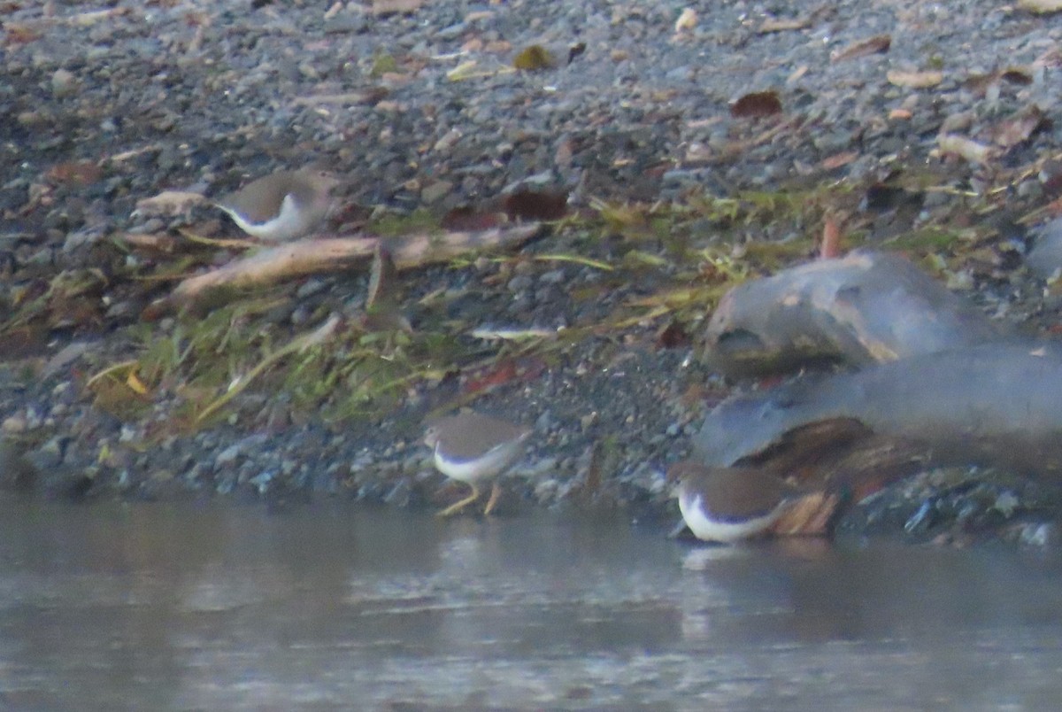 Spotted Sandpiper - ML642432161