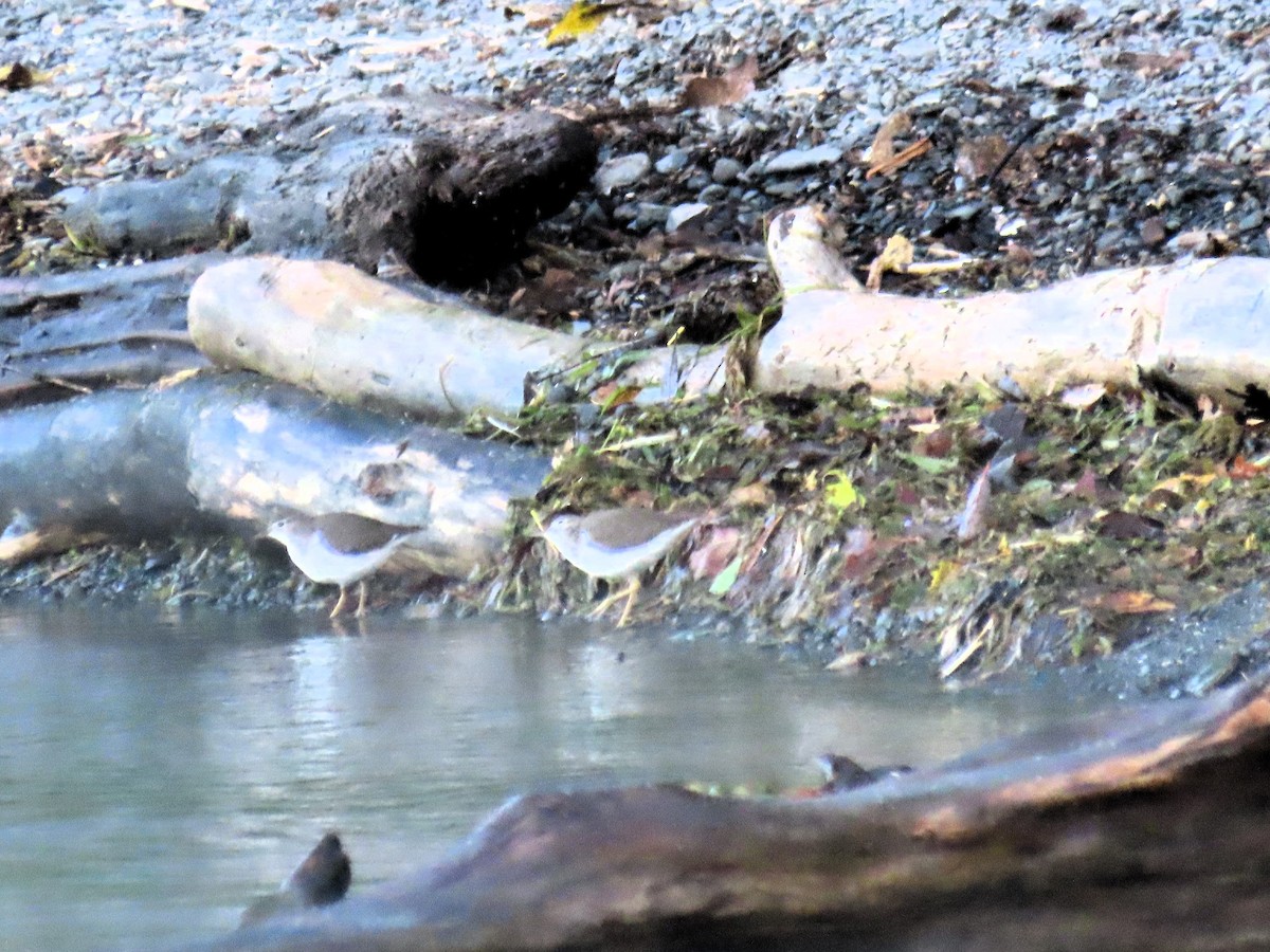 Spotted Sandpiper - ML642432162