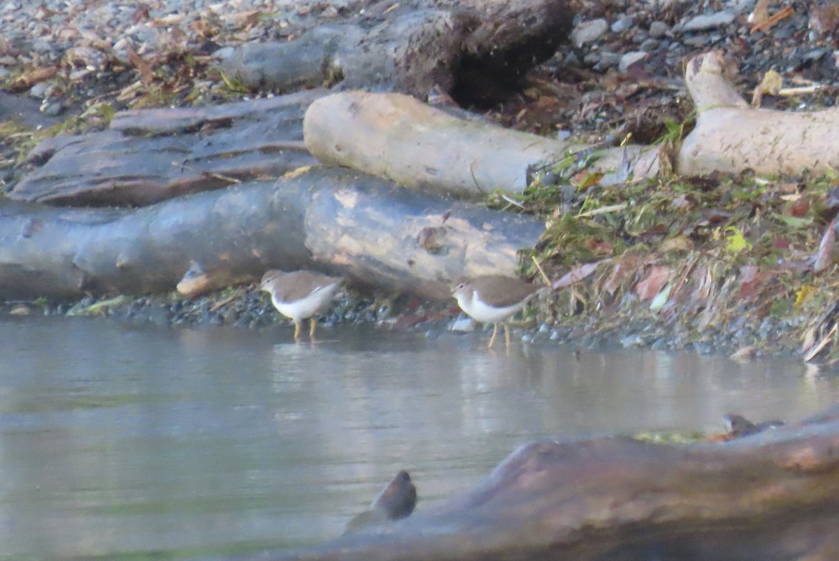 Spotted Sandpiper - ML642432163