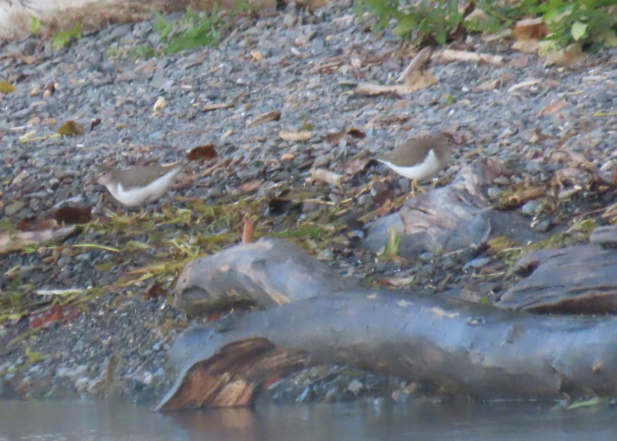 Spotted Sandpiper - ML642432164