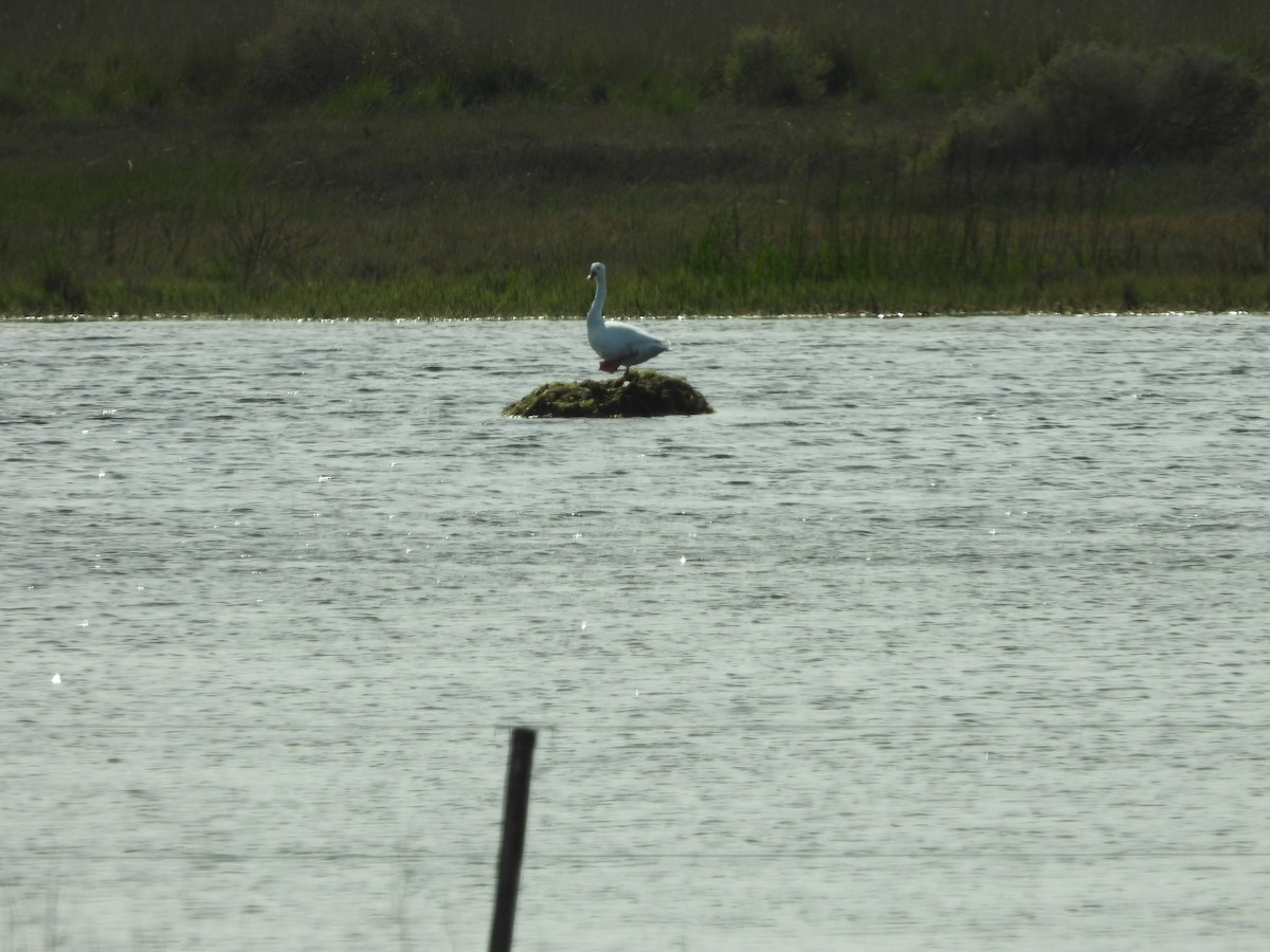 Coscoroba Swan - ML642432166