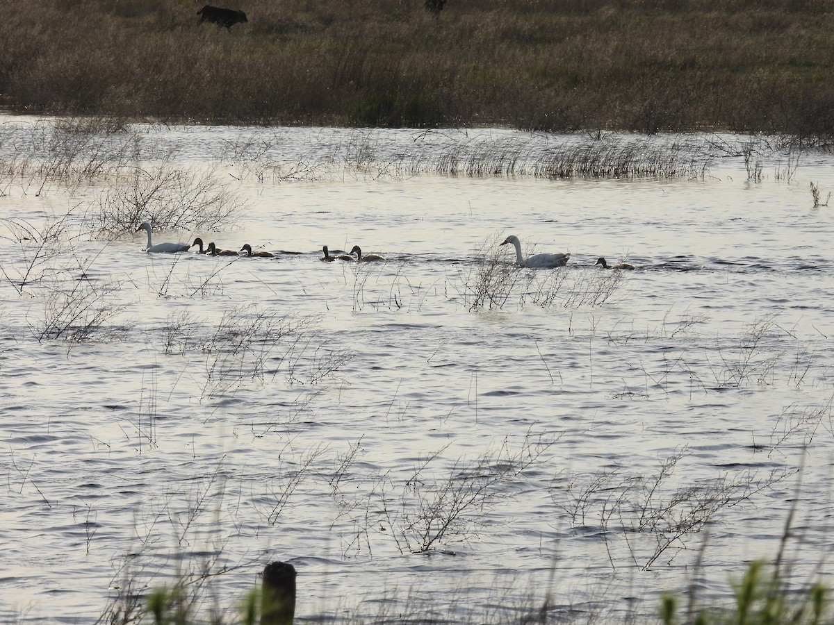Coscoroba Swan - ML642432167