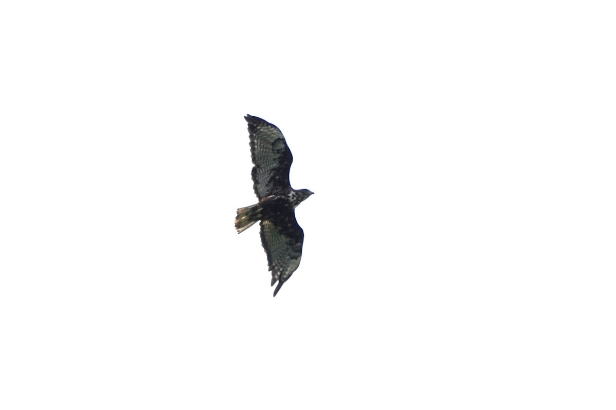 Red-tailed Hawk - ML642432168