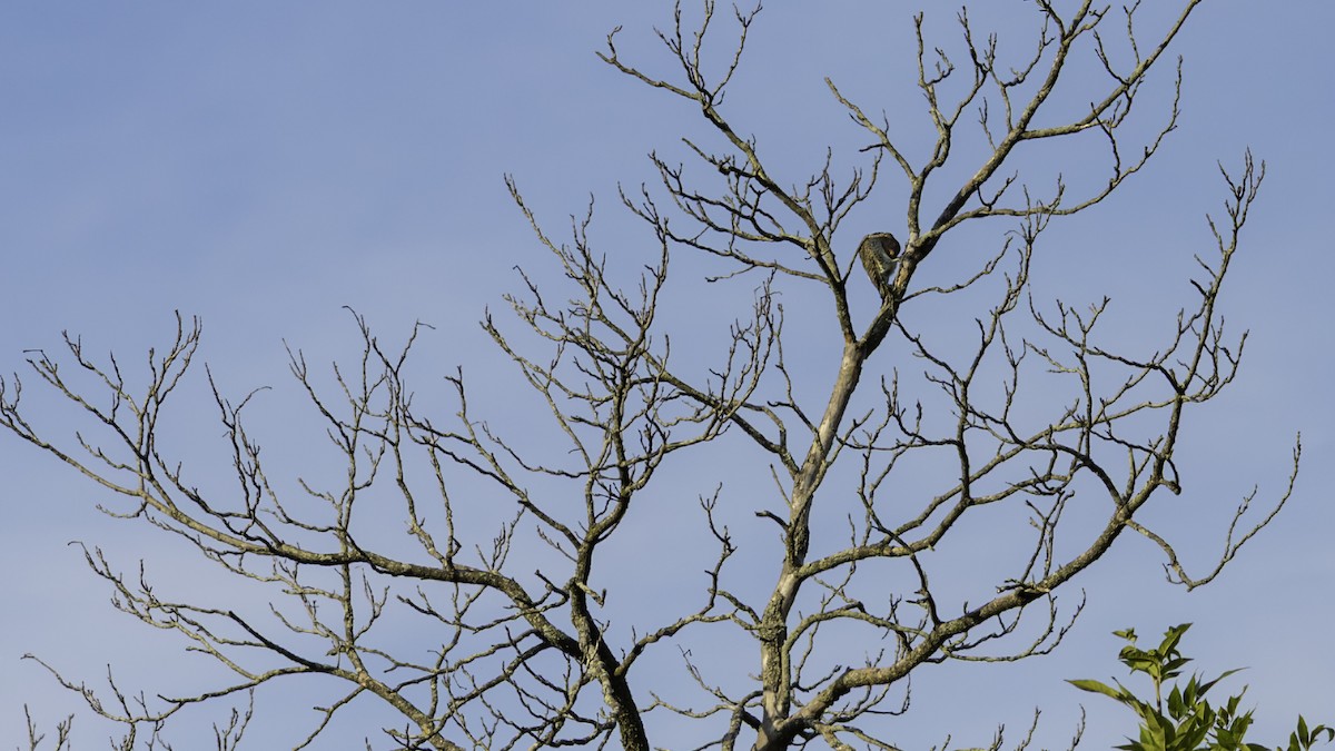 Northern Flicker - ML642432169