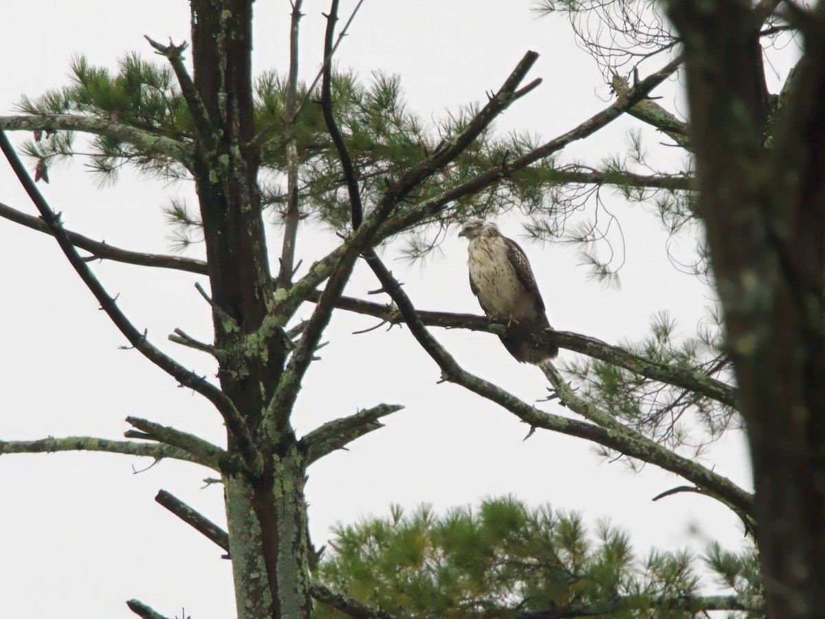 Red-shouldered Hawk - ML642432171