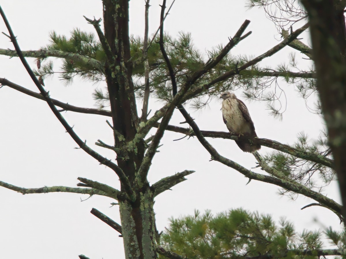 Red-shouldered Hawk - ML642432172
