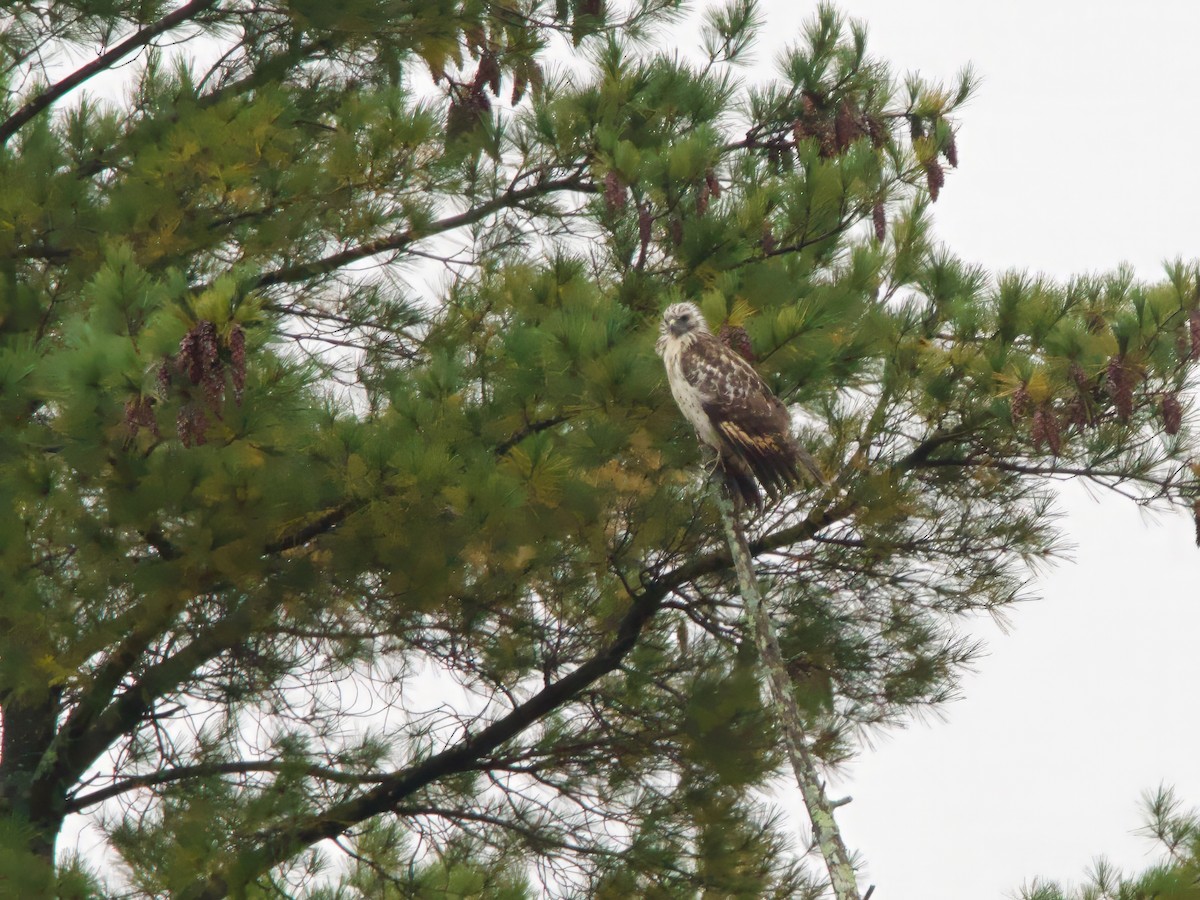 Red-shouldered Hawk - ML642432173
