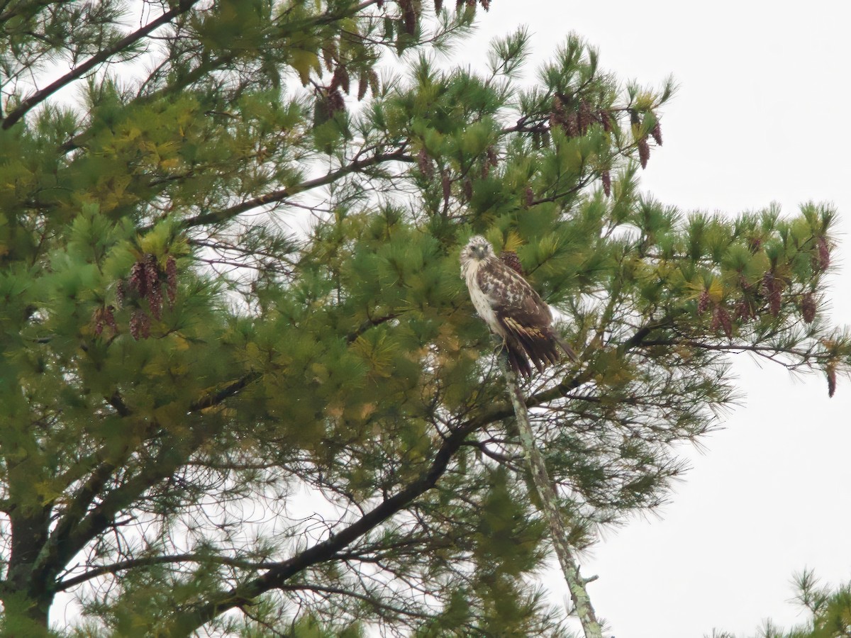 Red-shouldered Hawk - ML642432174