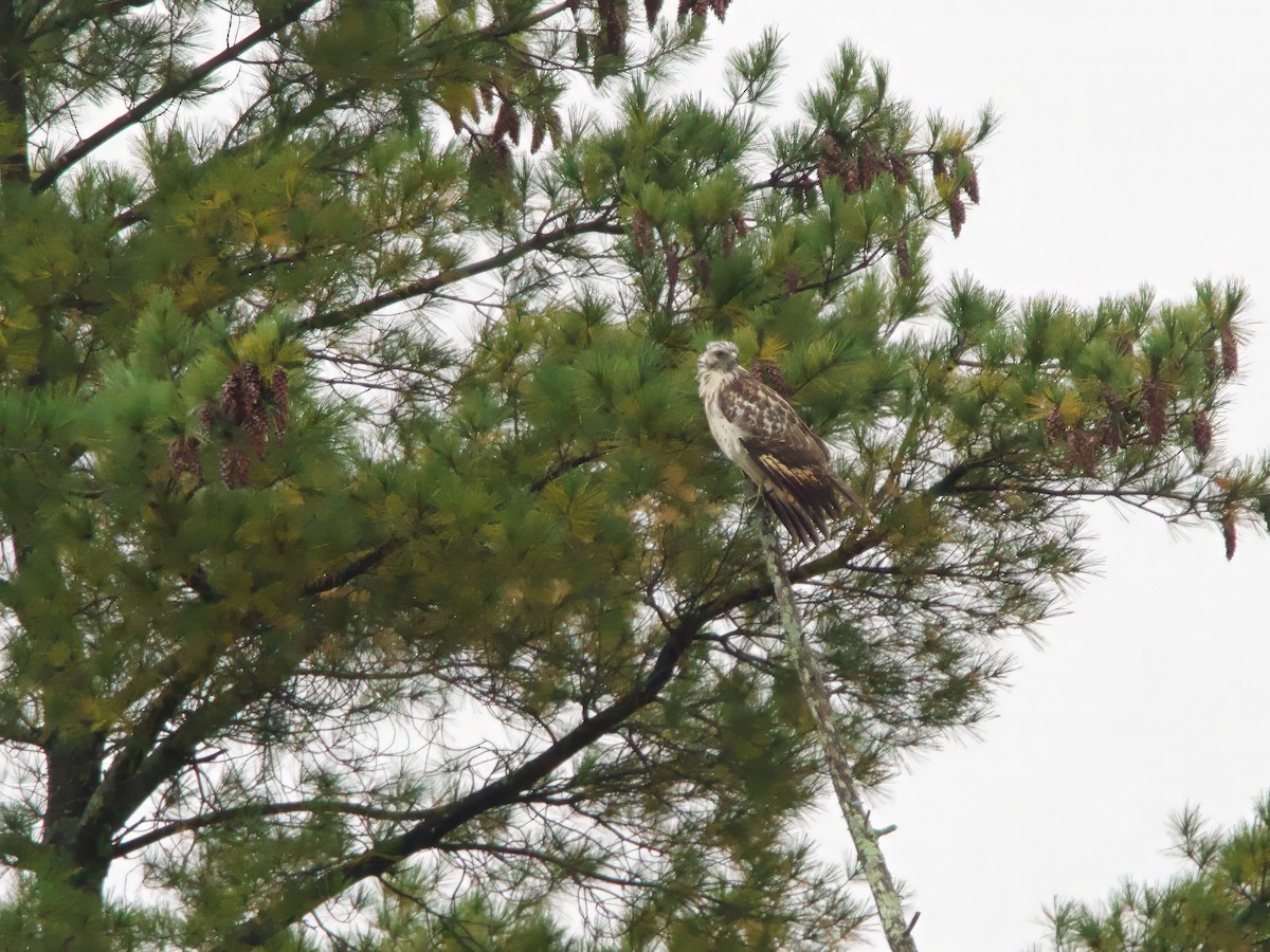 Red-shouldered Hawk - ML642432175