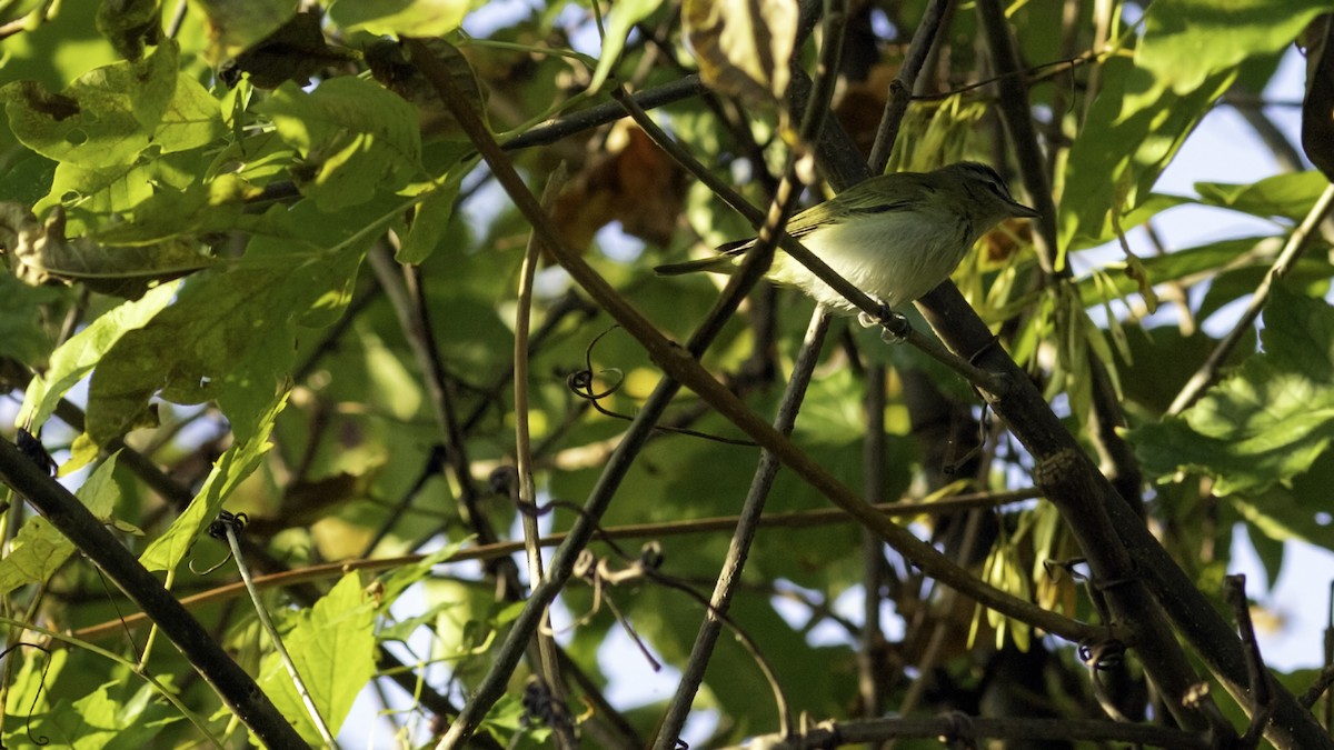 Red-eyed Vireo - ML642432177