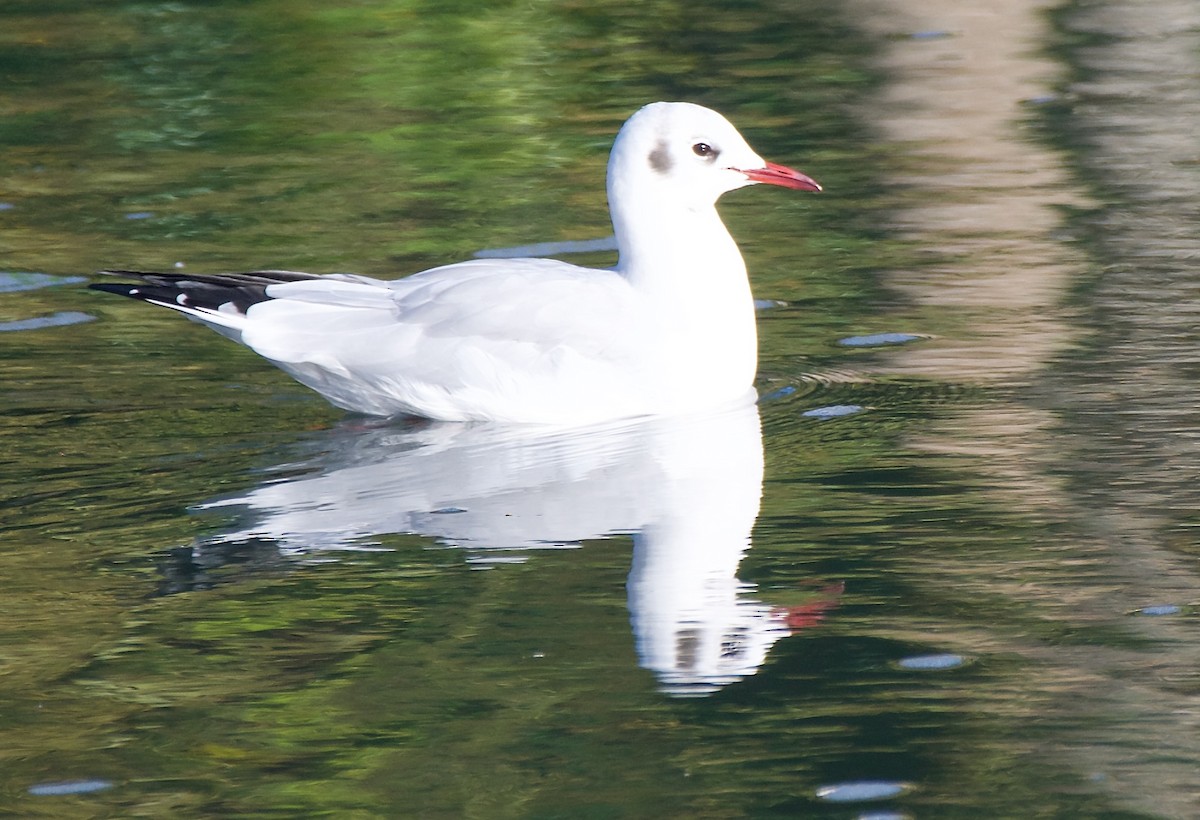 Black-headed Gull - ML642432180