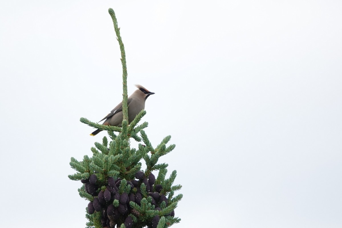 Bohemian Waxwing - ML642432182