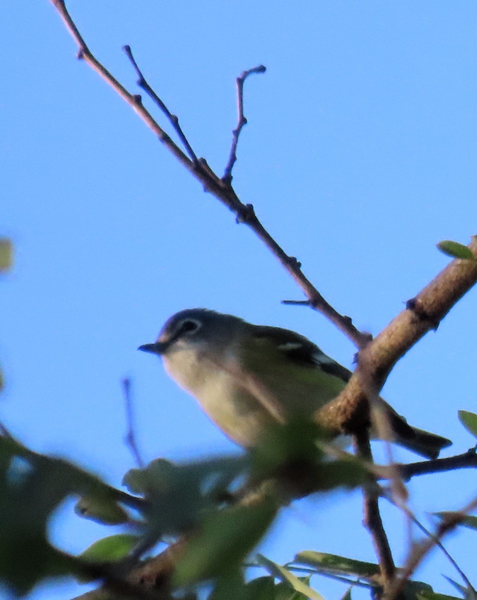Blue-headed Vireo - ML642432213