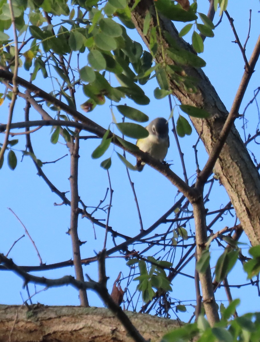 Blue-headed Vireo - ML642432214
