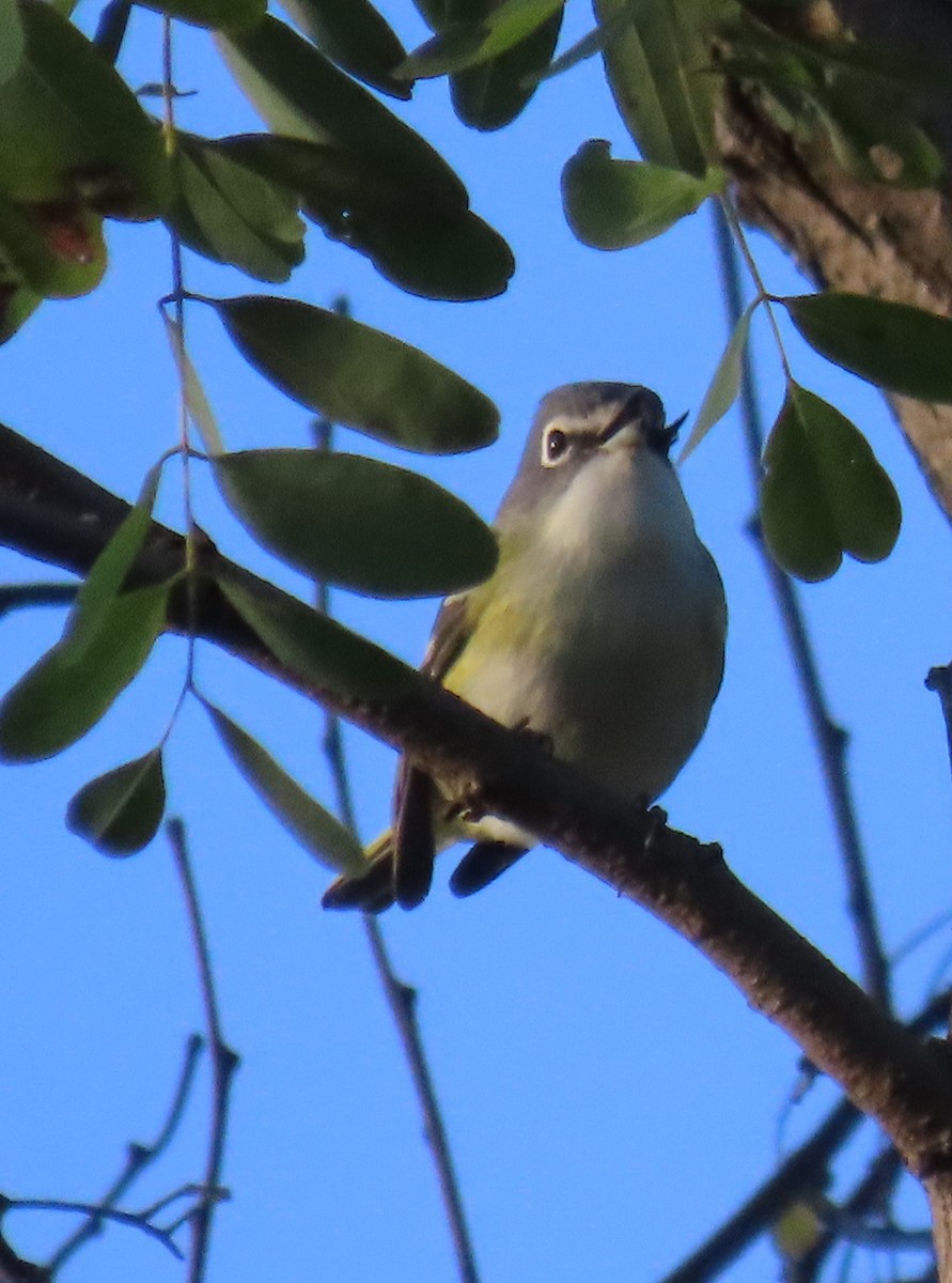 Blue-headed Vireo - ML642432215