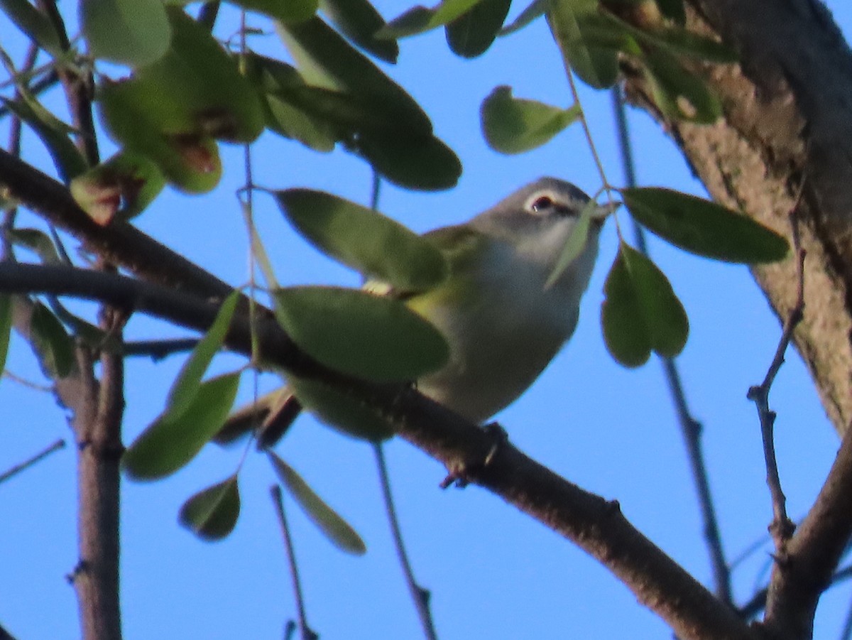 Blue-headed Vireo - ML642432216