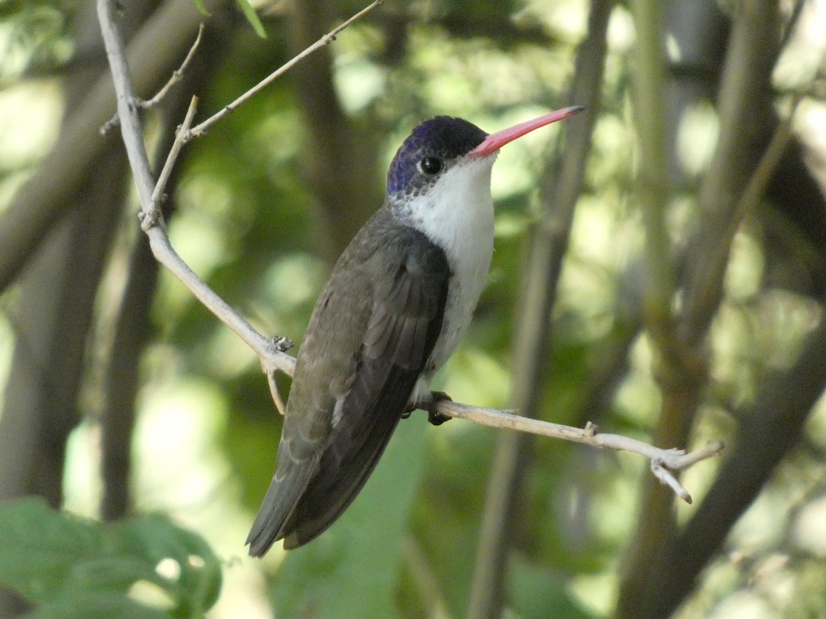 Violet-crowned Hummingbird - ML642432235