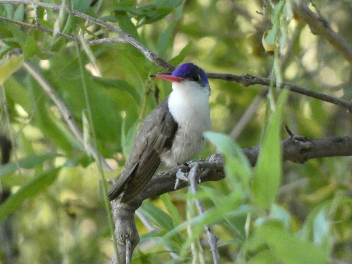 Violet-crowned Hummingbird - ML642432236