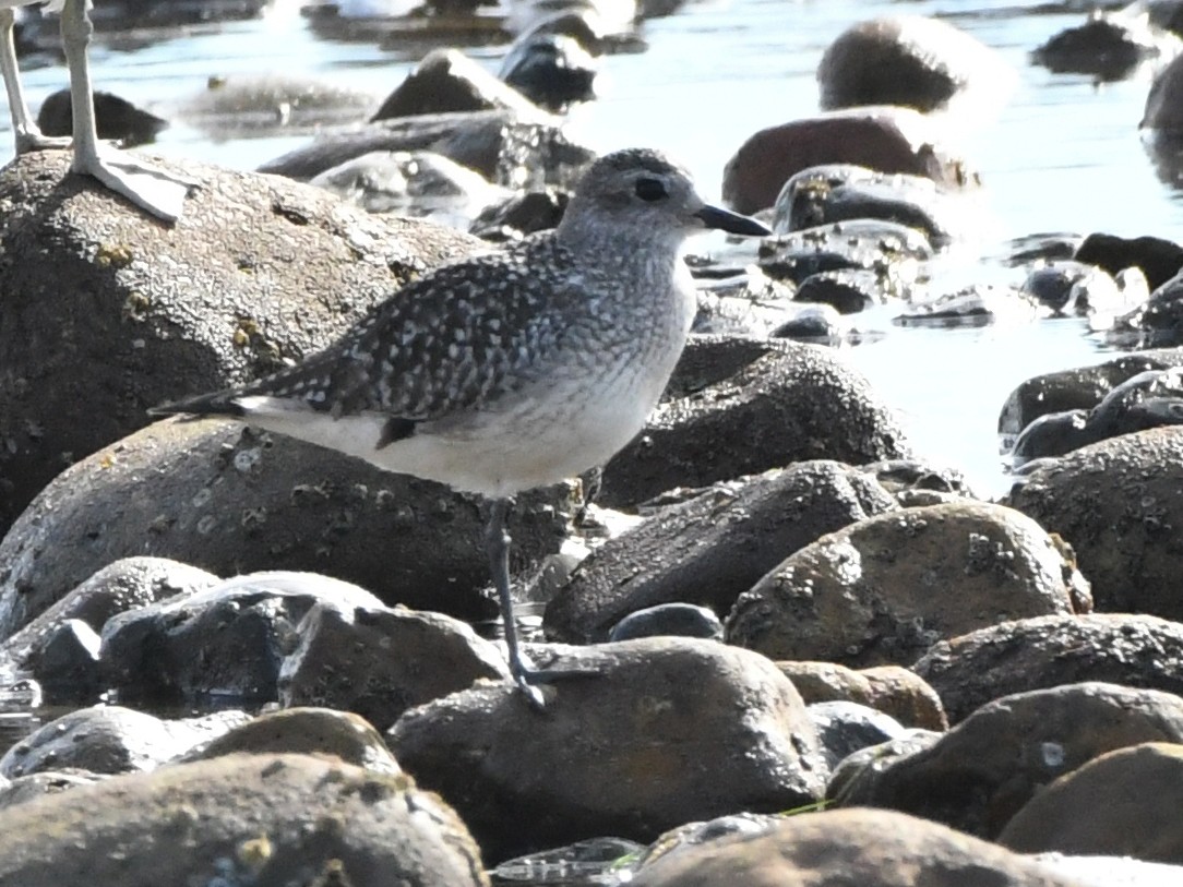 Black-bellied Plover - ML642432255