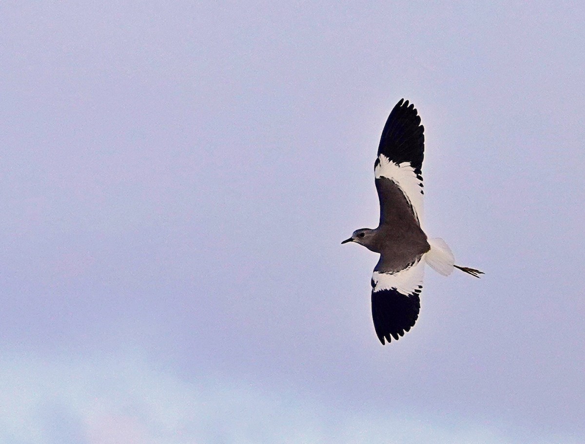 White-tailed Lapwing - ML642432269
