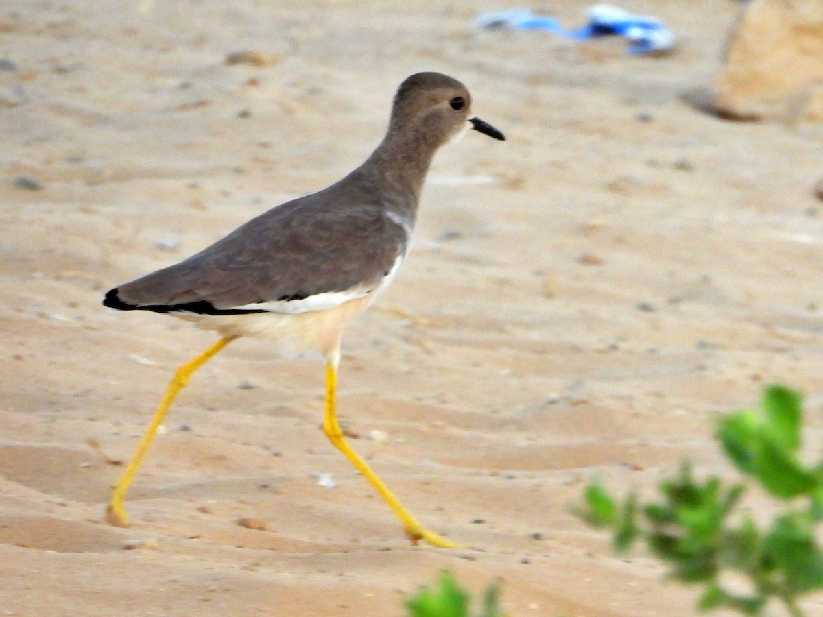 White-tailed Lapwing - ML642432272