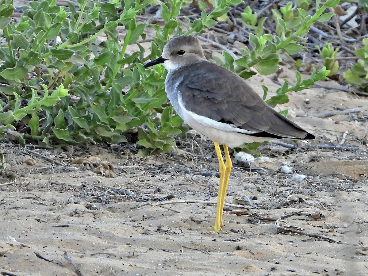 White-tailed Lapwing - ML642432283
