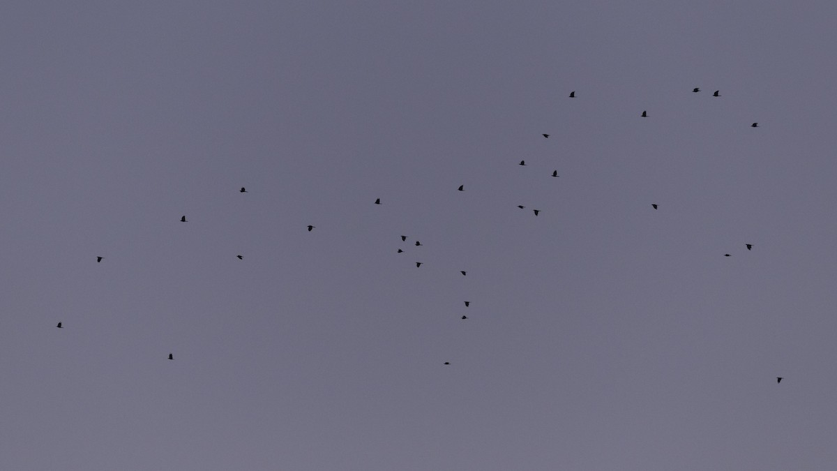 Fish Crow - ML642432287