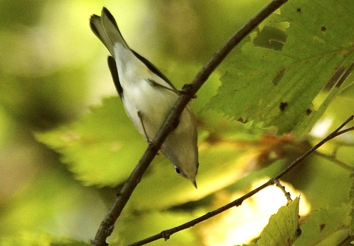 Chestnut-sided Warbler - ML642432304