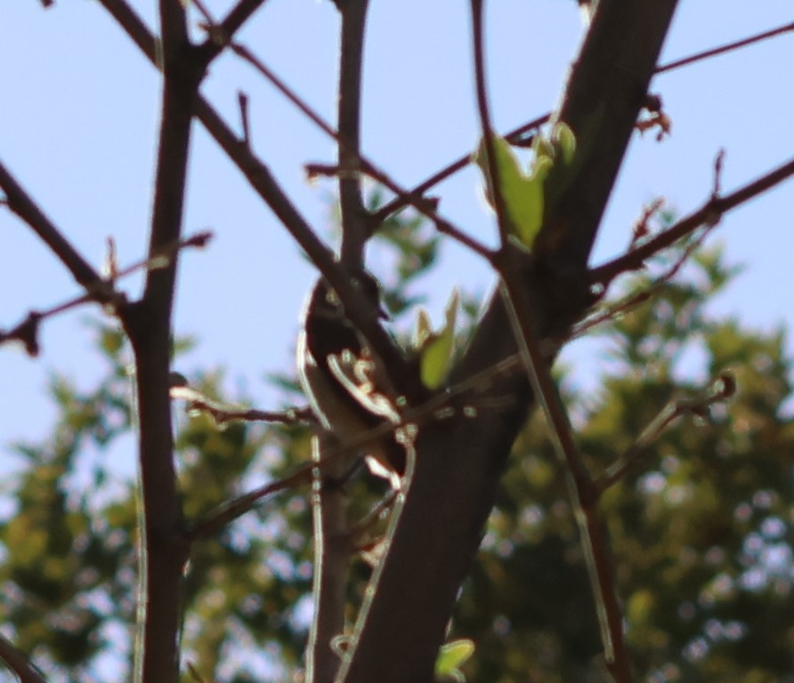 Tarabilla Europea - ML642432311