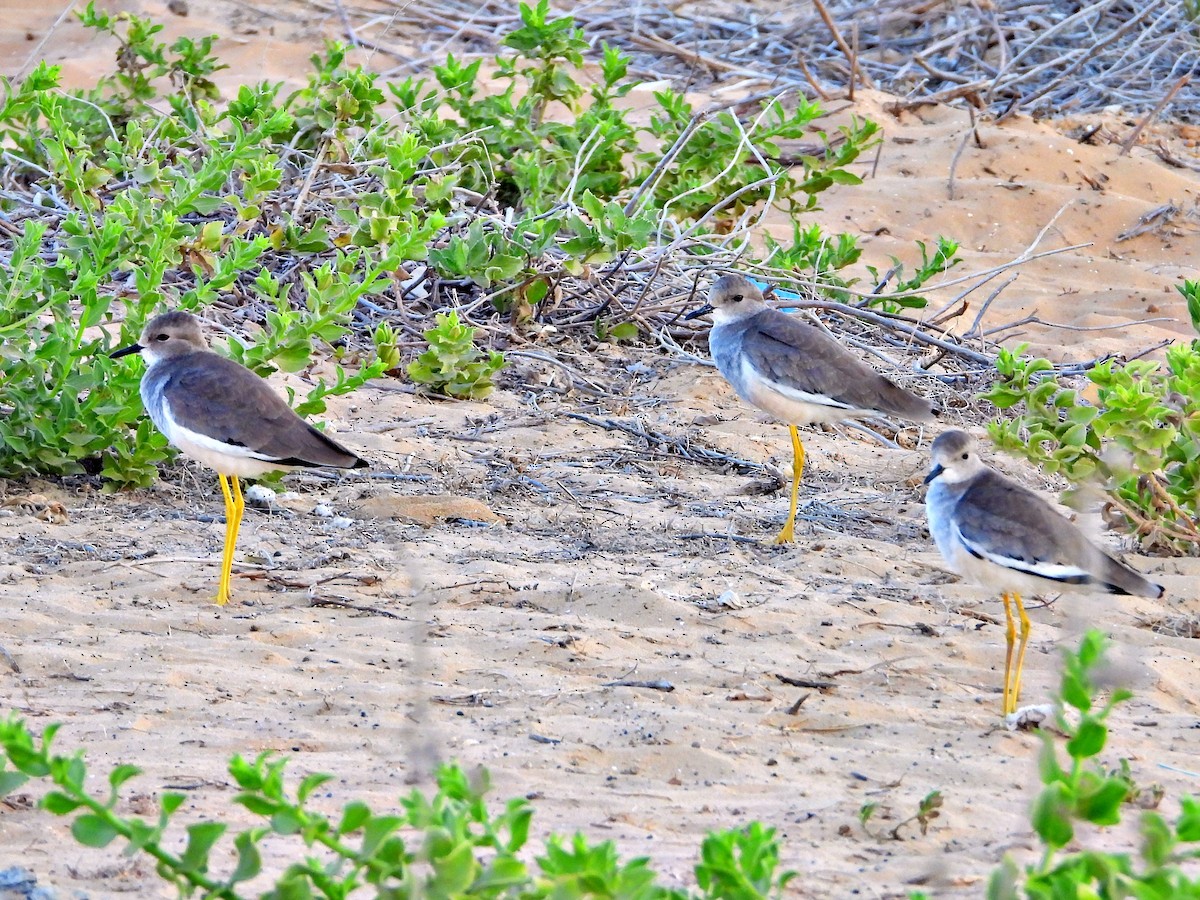 White-tailed Lapwing - ML642432323