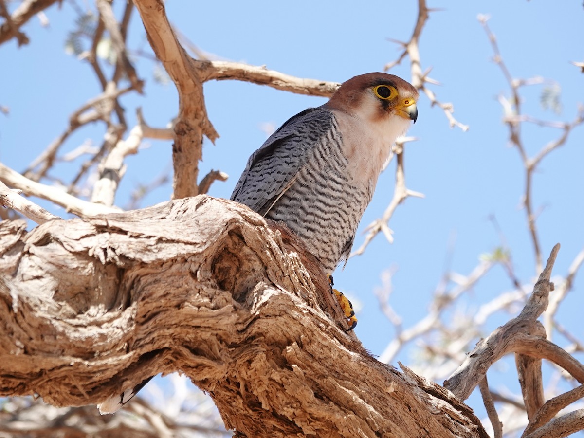 Red-necked Falcon (African) - ML642432350