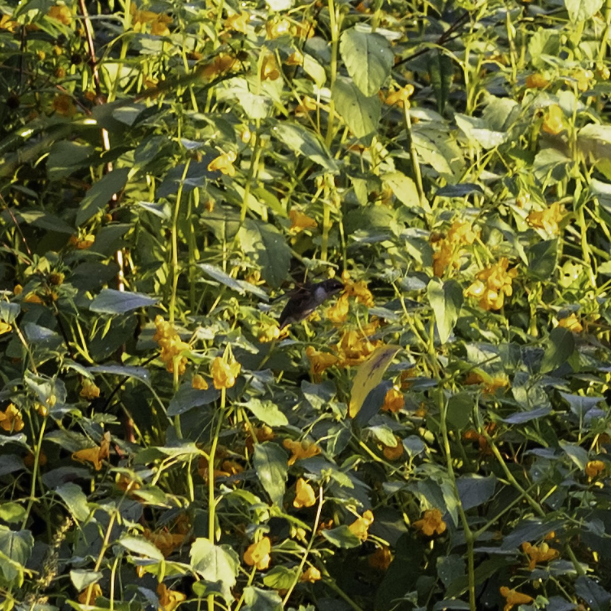 Ruby-throated Hummingbird - ML642432353