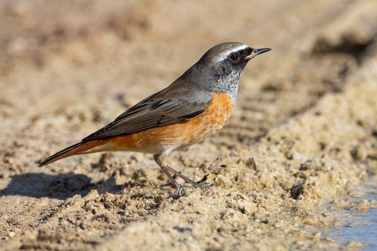 Common Redstart - ML642432356