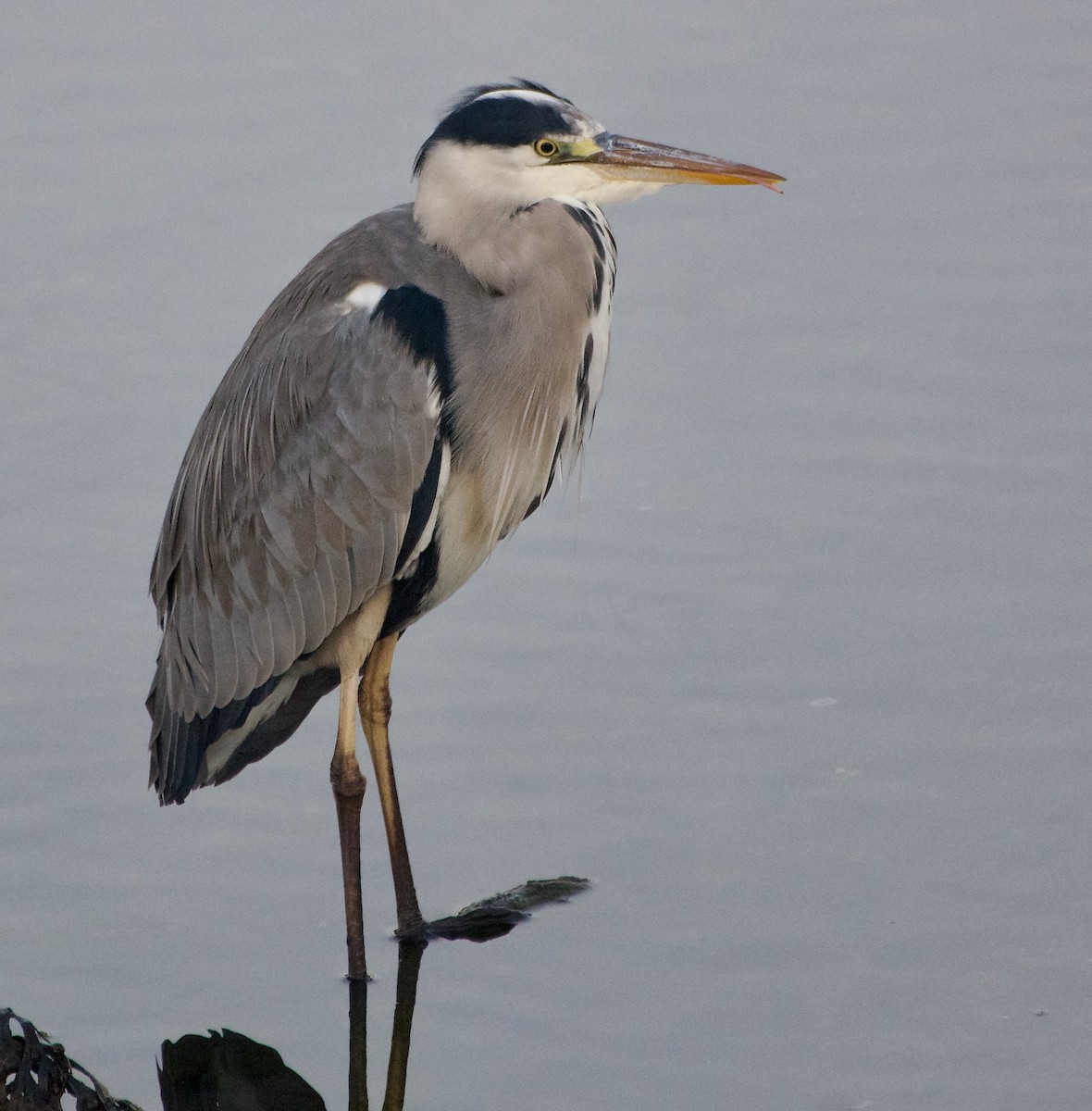 Gray Heron - ML642432358