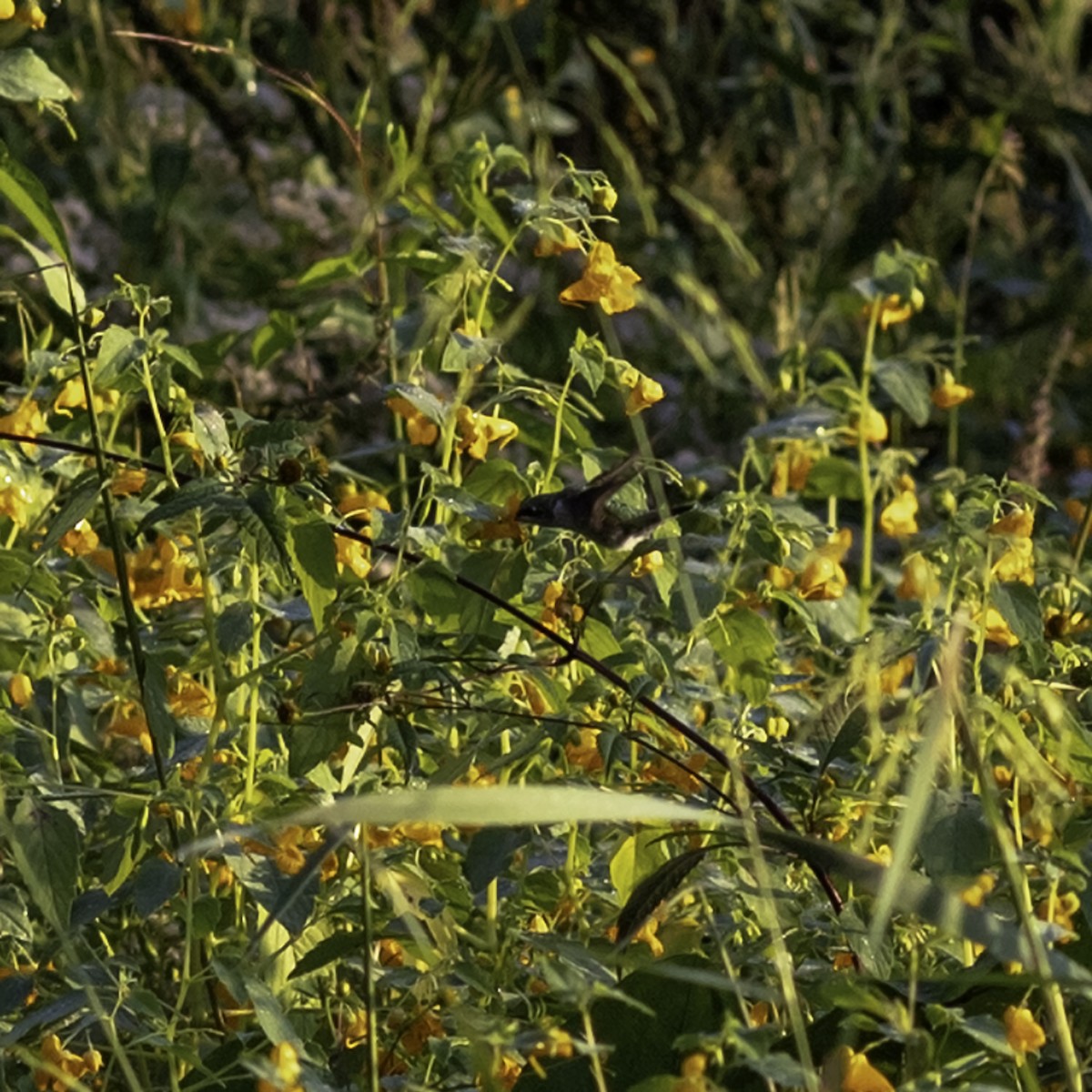 Ruby-throated Hummingbird - ML642432360