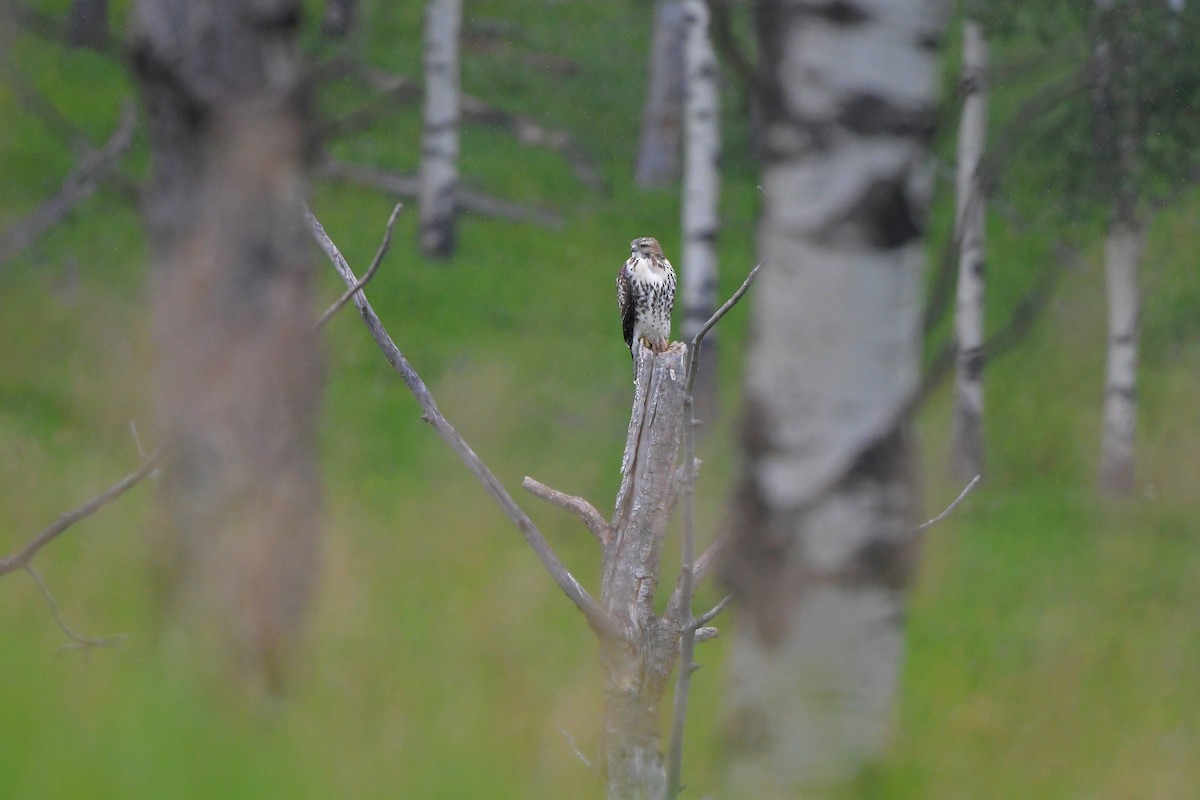 Red-tailed Hawk - ML642432361