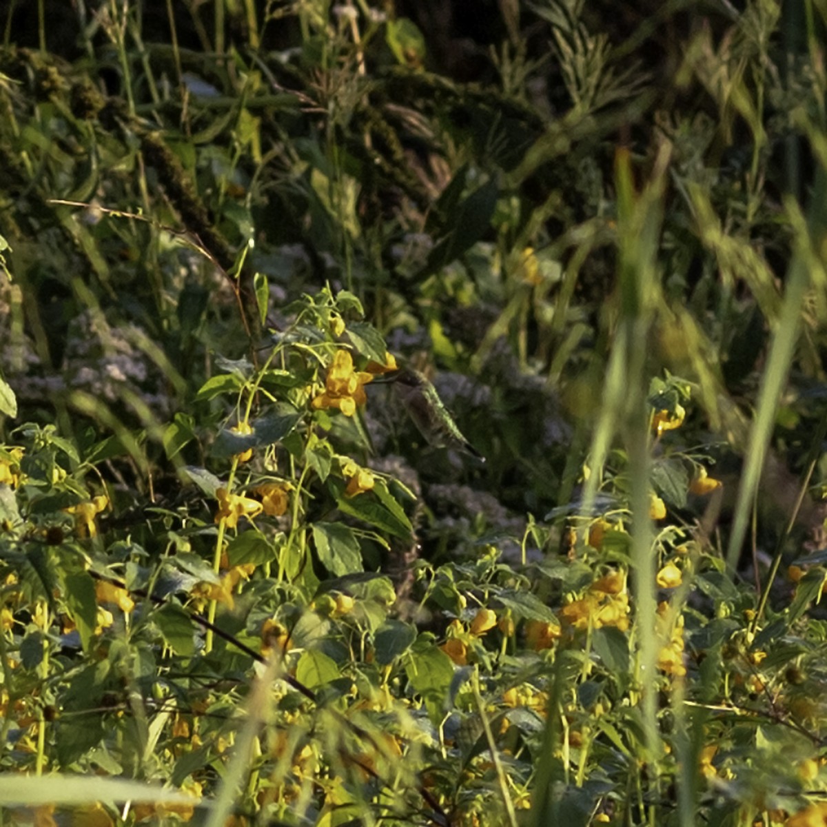 Ruby-throated Hummingbird - ML642432362