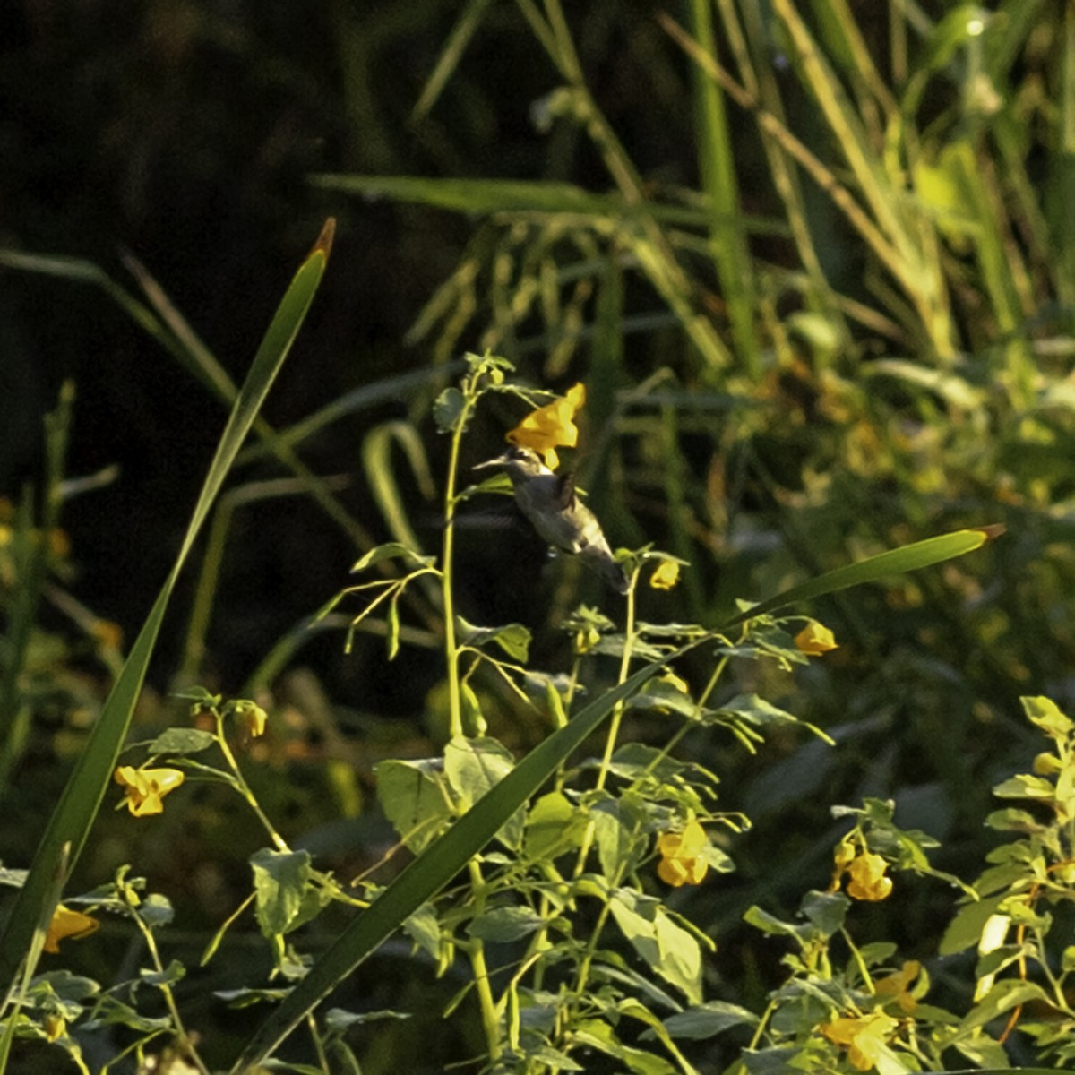 Ruby-throated Hummingbird - ML642432363