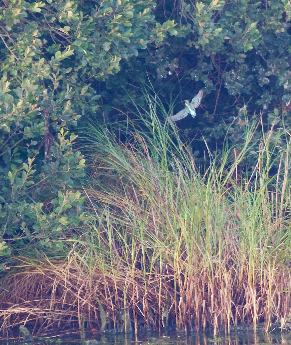 Common Kingfisher - ML642432364